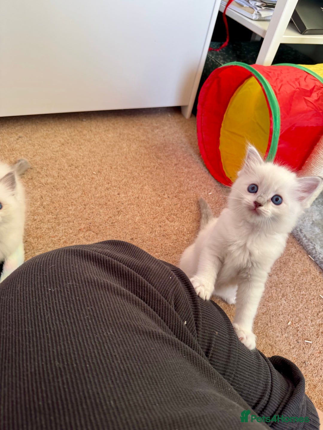Ragdoll cats for sale: Beautiful Registered Ragdoll Kittens Available  - Advert 26