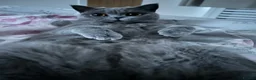 British Shorthair cats for sale: Two beautiful cats for adoption  - Advert 13