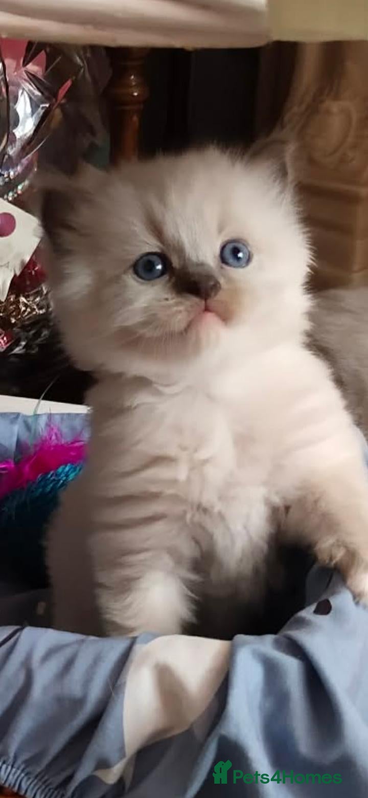 Ragdoll cats kittens - Advert 2