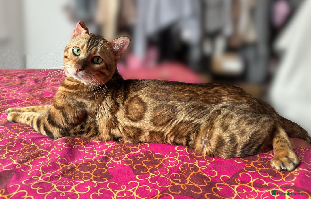 Bengal cats for stud: Bengal Stud Available🌟 - Advert 4