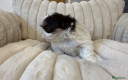 Shih Tzu dogs for sale: Exquisite Imperial Shih Tzu Puppies  - Image 5