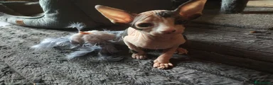 Sphynx 2