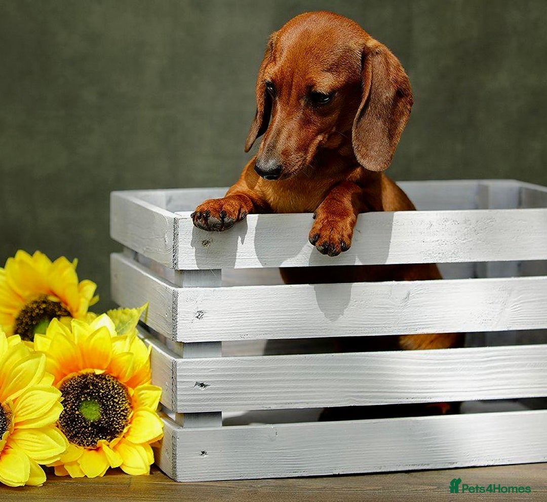 Miniature Dachshund dogs for adoption: Daisy: The Little Dog They Tried to Forget - Image 5