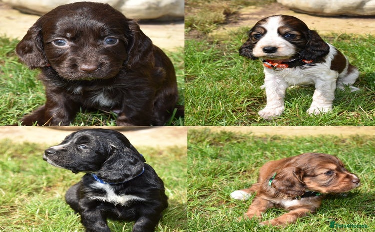 Cocker Spaniel dogs - Advert 6