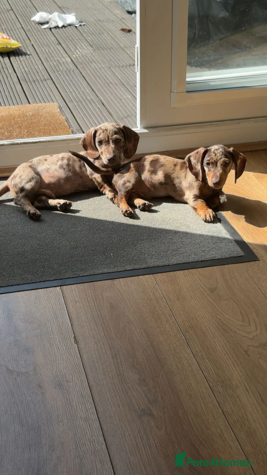 Miniature Dachshund dogs for sale: Miniature dachshund looking for a new home! - Advert 2