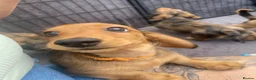 Miniature Dachshund dogs for sale: 6 miniature longhaired dachshund -  - Advert 12