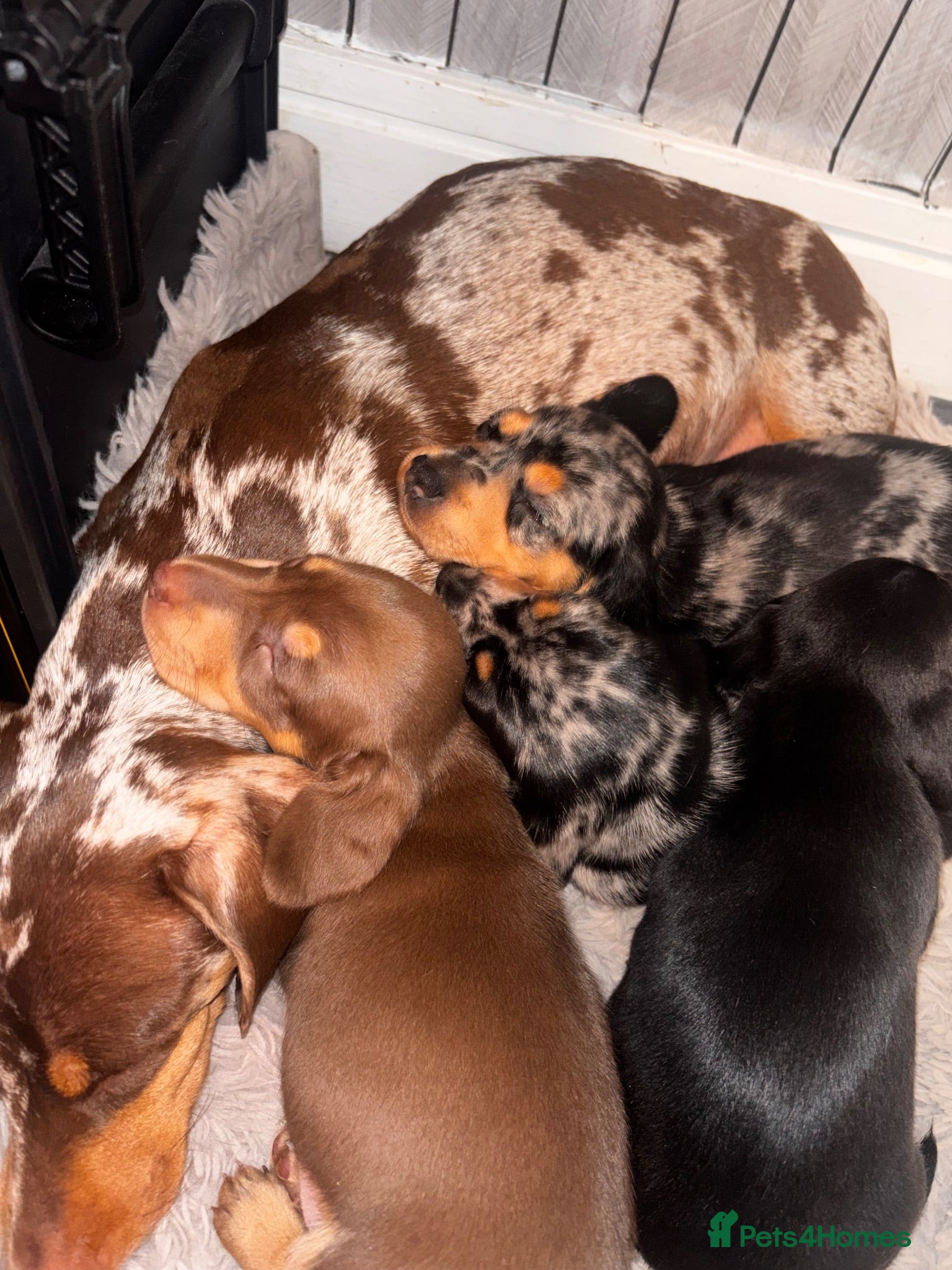 Miniature Dachshund dogs Miniature smooth coated Dacshund’s  - Advert 2