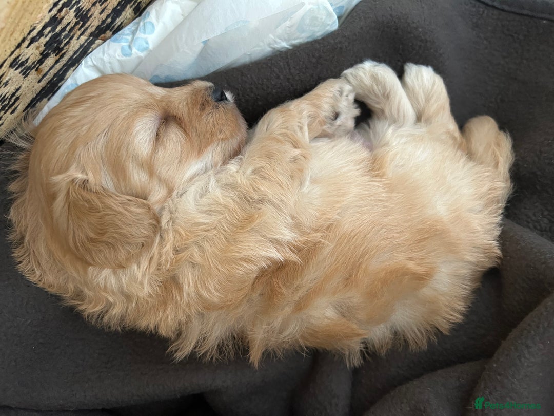 Maltipoo dogs for sale: Two cuddly little maltipoo boys - Image 11