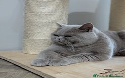 British Shorthair cats for stud: Champion British shorthair  in Derby - Image 1