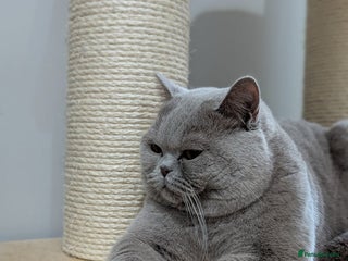 British Shorthair cats Champion British shorthair in Derby - Advert 2