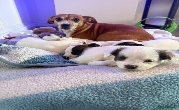 Mixed Breed dogs - Advert 2