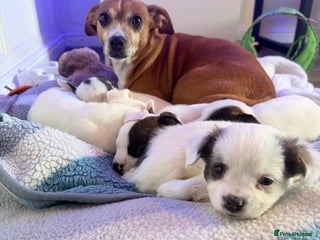 Mixed Breed dogs for sale - Advert 1