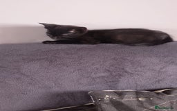 Mixed Breed cats for sale: Kittens  - Image 5