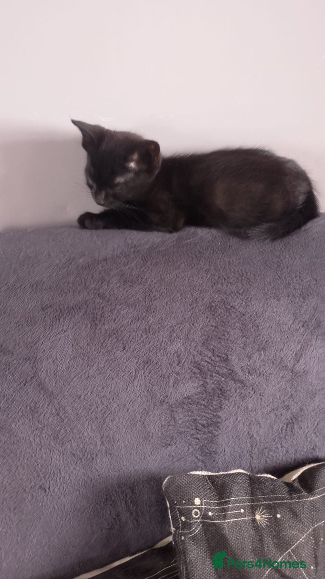 Mixed Breed cats for sale: Kittens  - Image 5