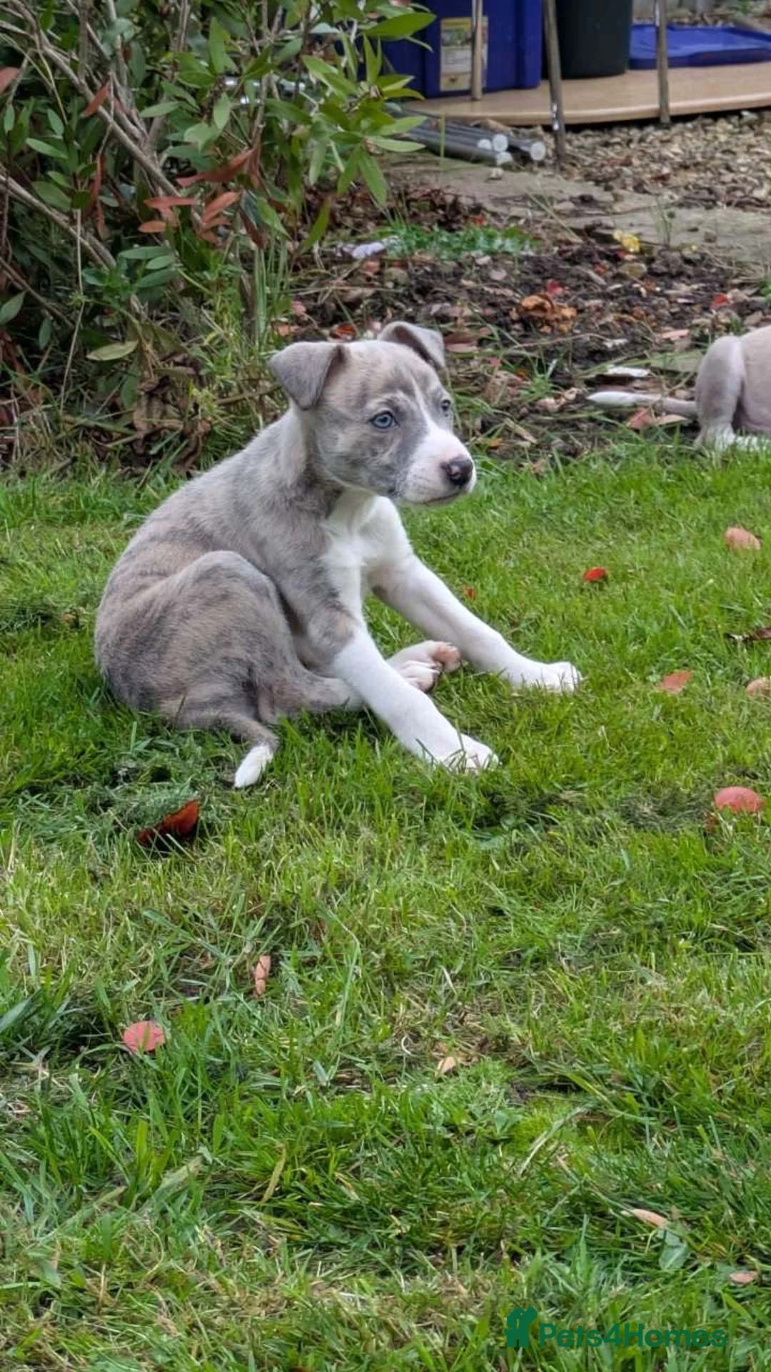Lurcher dogs for sale: Female lurcher puppy  - Advert 3