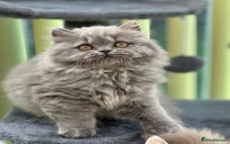 British Longhair cats for sale: Beautiful British Blue Longhair Kitten - Image 6