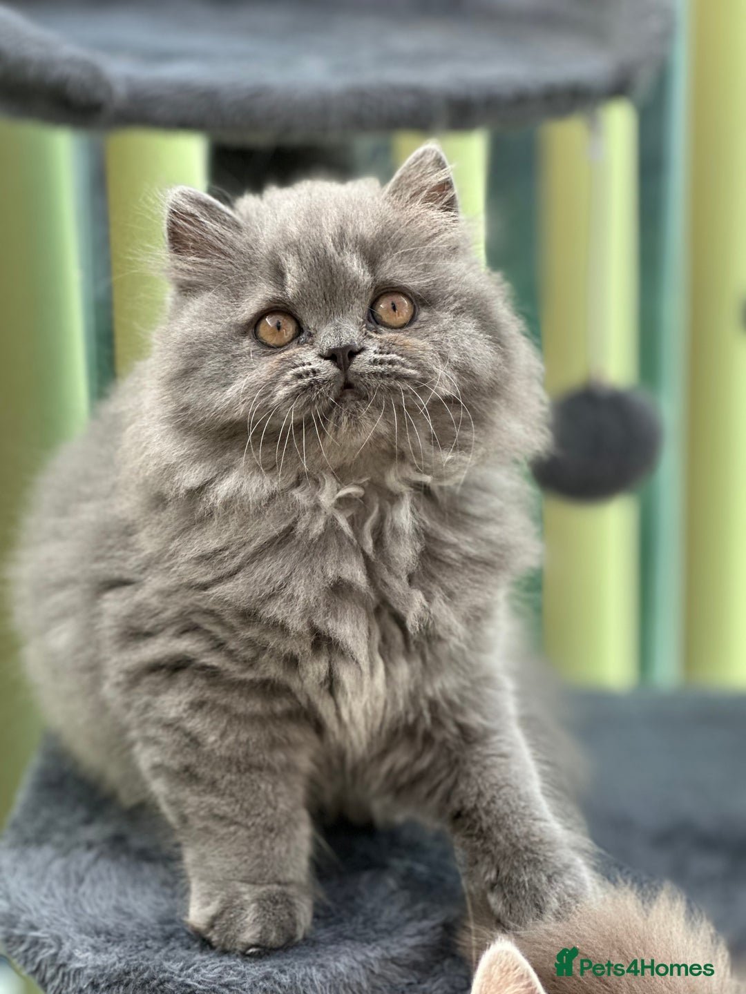 British Longhair cats for sale: Beautiful British Blue Longhair Kitten - Image 6