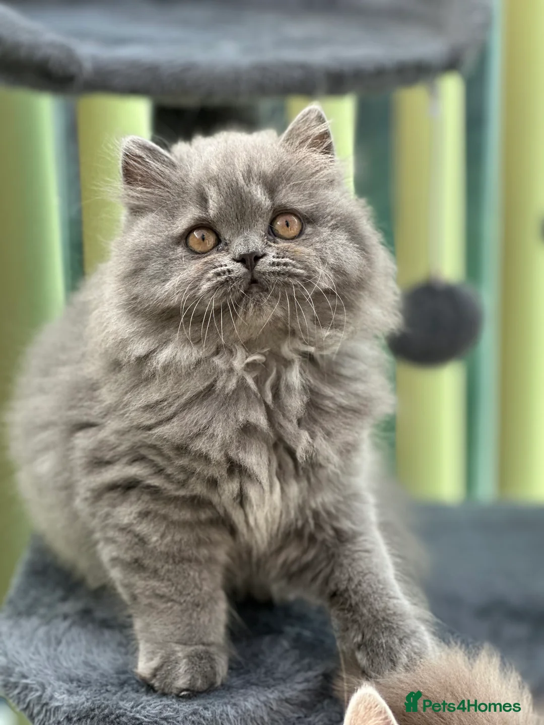 British Longhair cats for sale: Beautiful British Blue Longhair Girl  - Advert 14