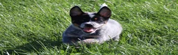 Australian Cattle Dog dogs for sale: 4 male Australian cattle dogs in Marlborough - Advert 7