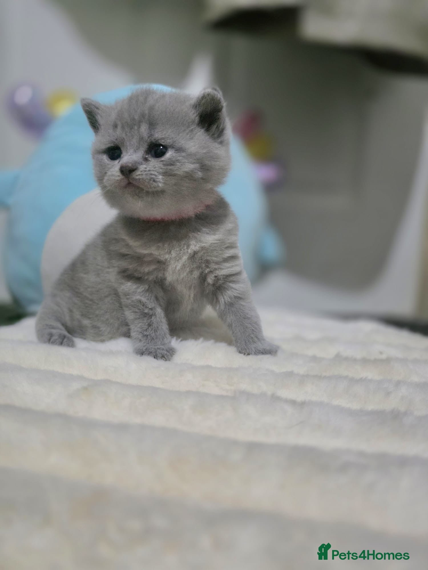 British Shorthair cats Gorgeous Chunky BSH kittens 🐱  - Advert 12