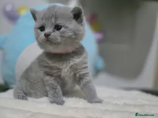 British Shorthair cats Gorgeous Chunky BSH kittens 🐱 - Advert 6