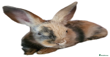 Harlequin rabbits 5 beautiful Harlequin bunnies looking for a new 🏡 - Advert 9