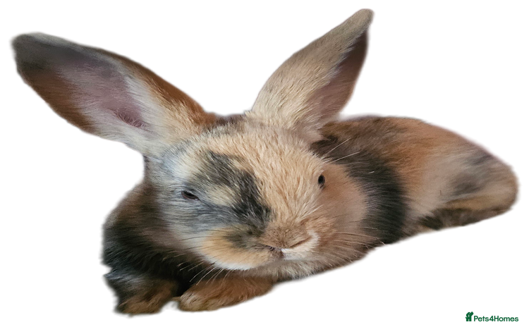 Harlequin rabbits 5 beautiful Harlequin bunnies looking for a new 🏡 - Advert 13