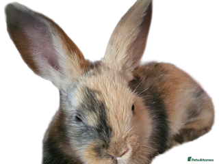 Harlequin rabbits 5 beautiful Harlequin bunnies looking for a new 🏡 - Advert 1