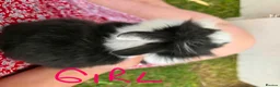 Mixed Breed rabbits for sale: Baby bunnies for sale - 2 left - girl and boy in Chard - Advert 5
