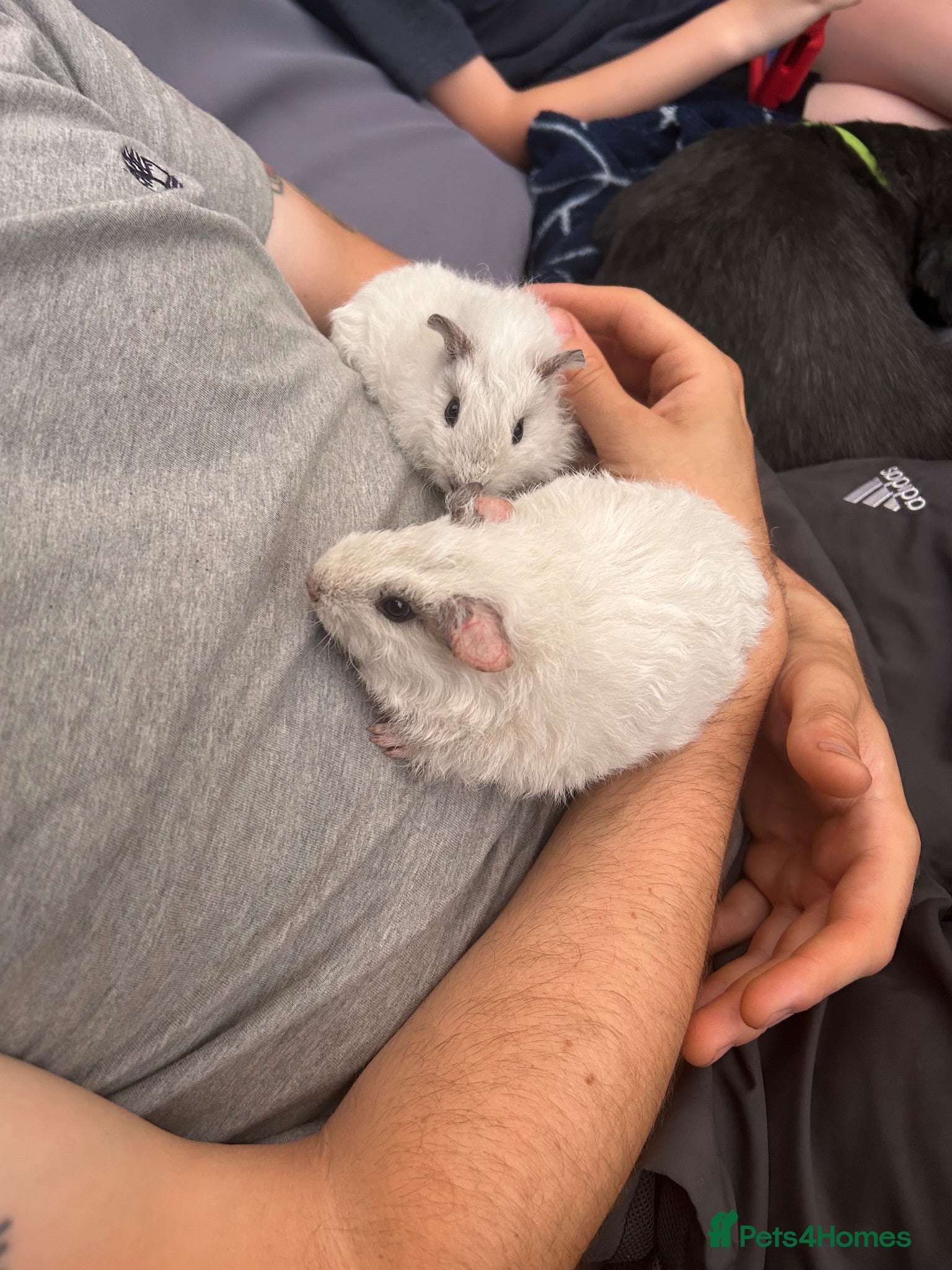 Guinea Pig rodents 4 x 10 week old male guinea pigs  - Advert 15