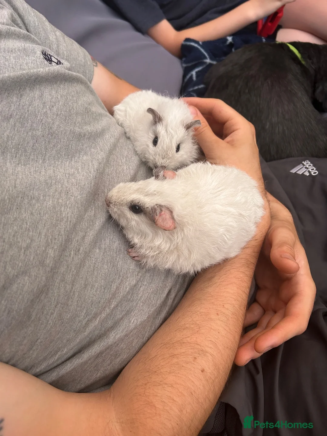 Guinea Pig rodents for sale: 10 week old male guinea pigs  - Advert 7