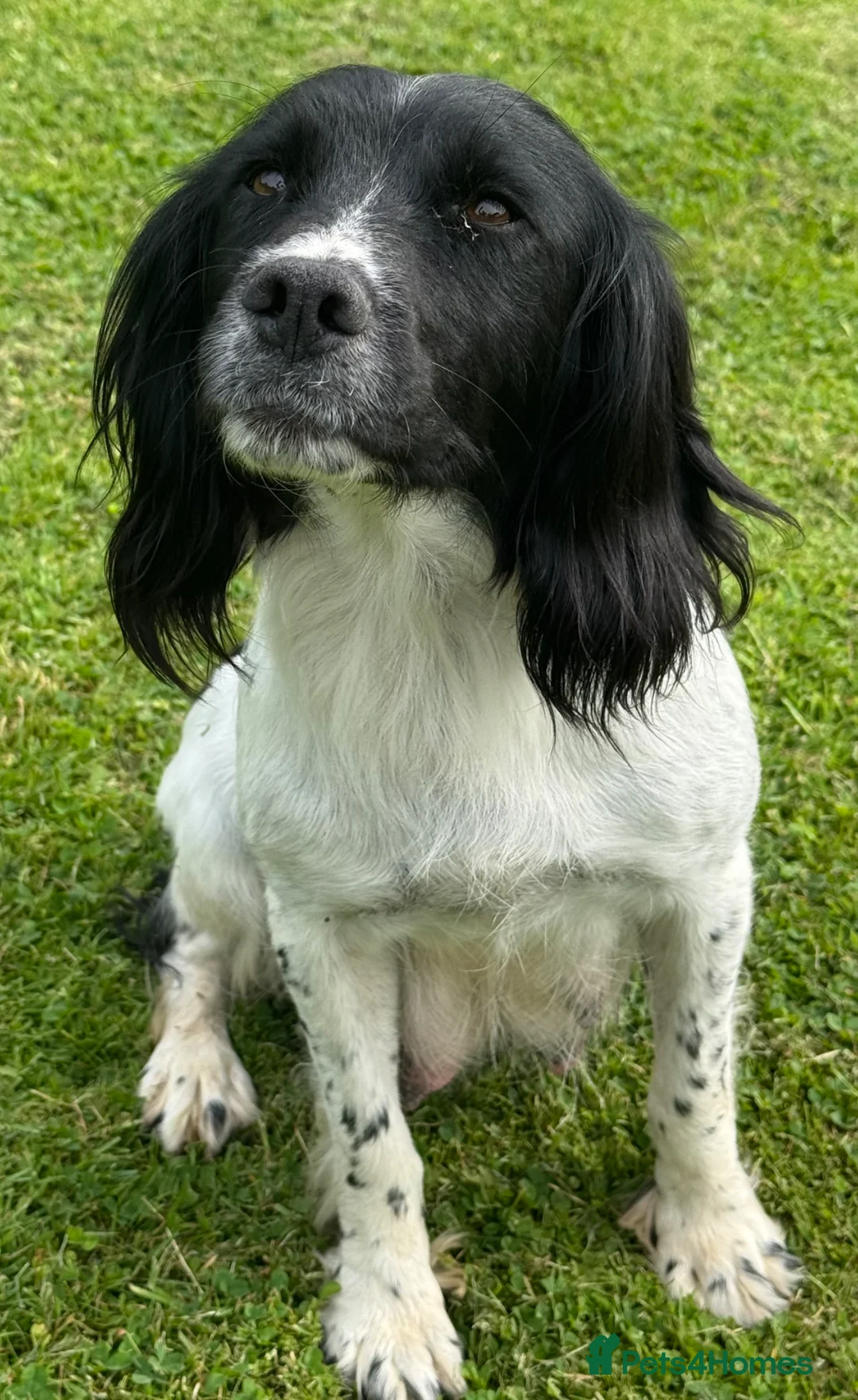 Sprocker dogs for sale: F1 Sprocker  - Advert 2