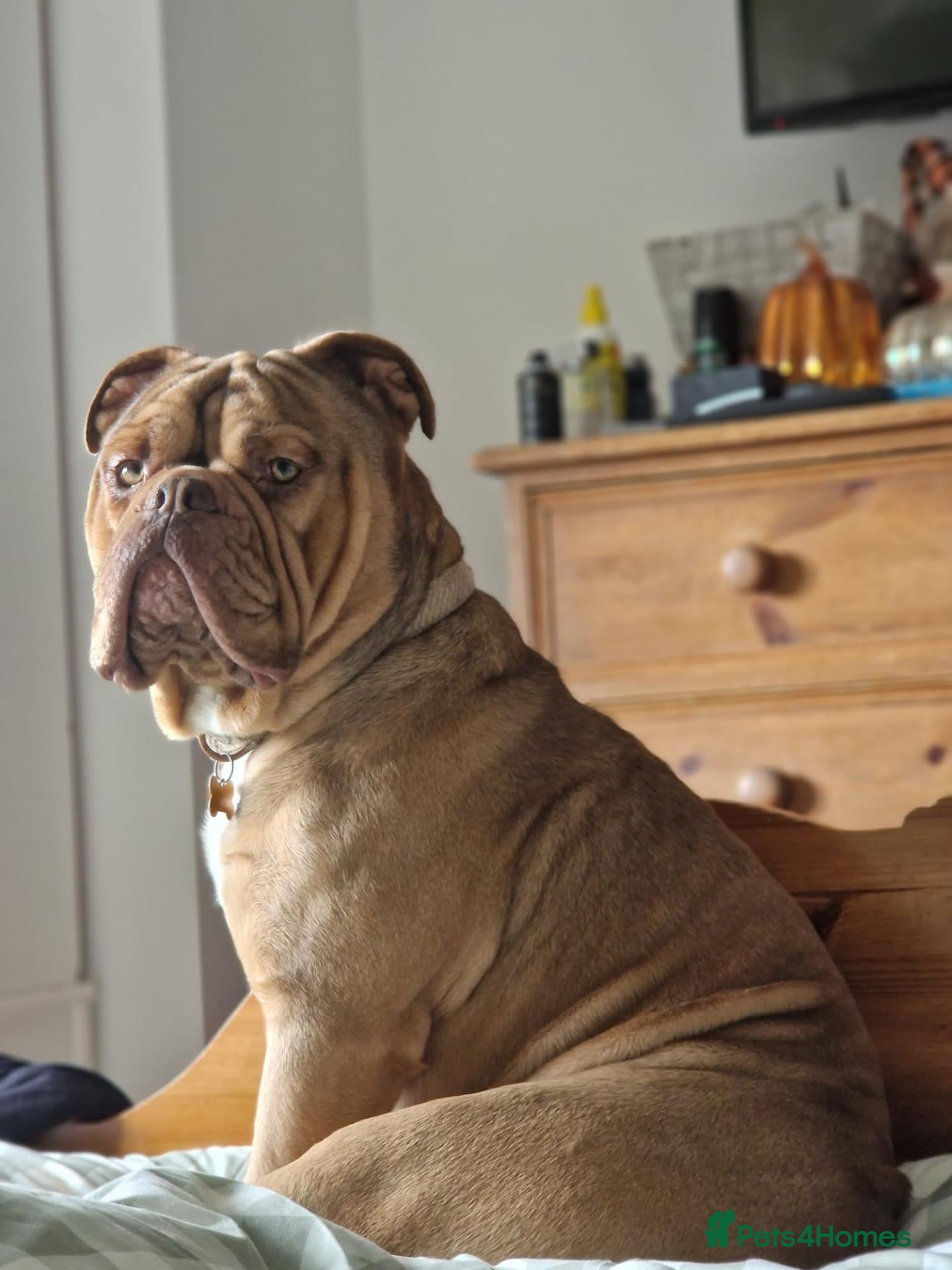 Olde English Bulldogge dogs Rodney Olde English Bulldogge - Advert 1