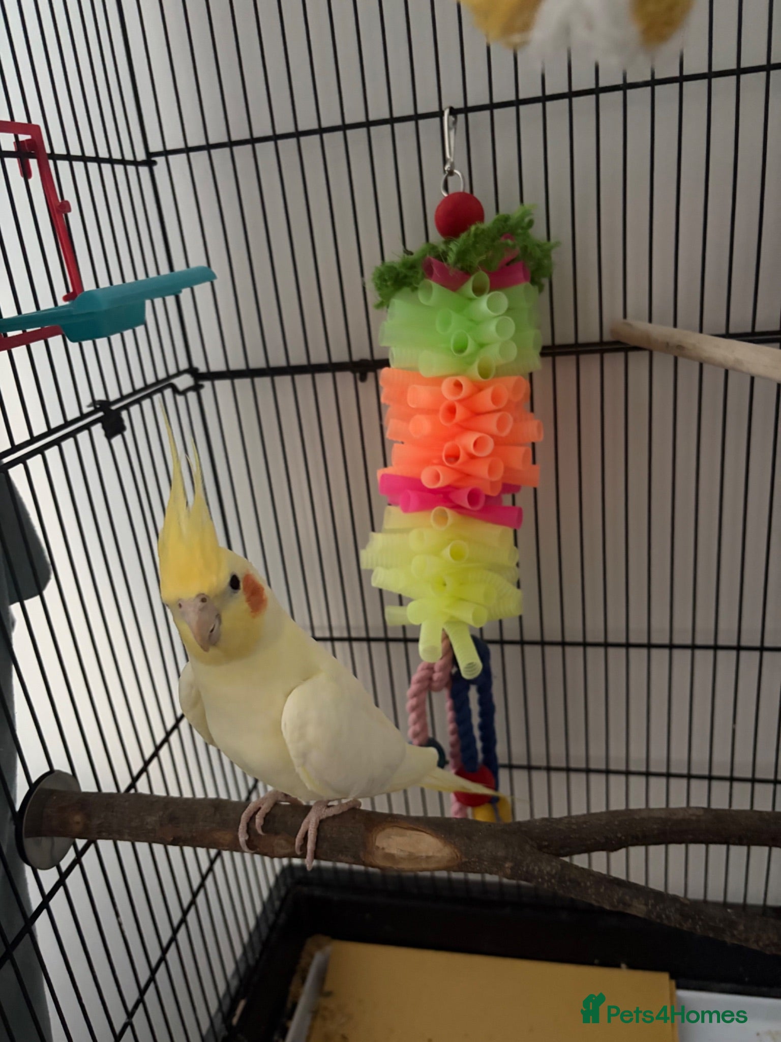 Cockatiels birds Cockatiel for sale  - Advert 2