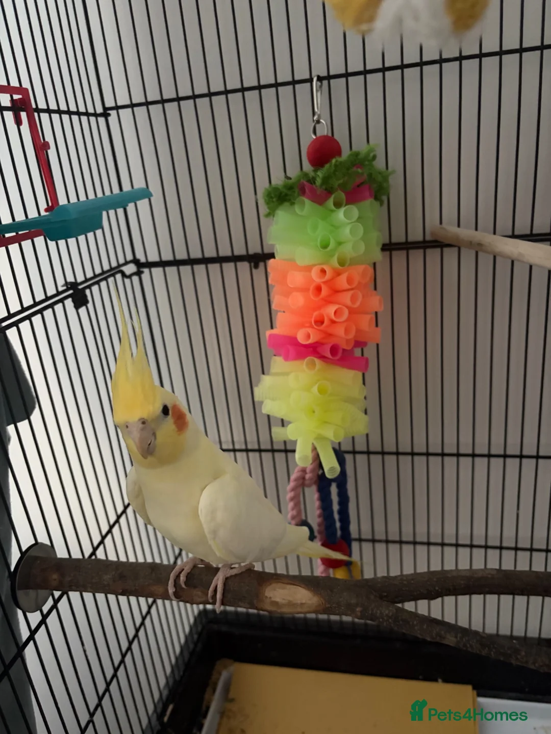 Cockatiels birds for sale: Cockatiel for sale  in Southsea - Advert 2