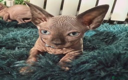 Sphynx cats for sale: Last FEMALE AVAILIBLE NOW!Parents HCM Clear  - Image 1