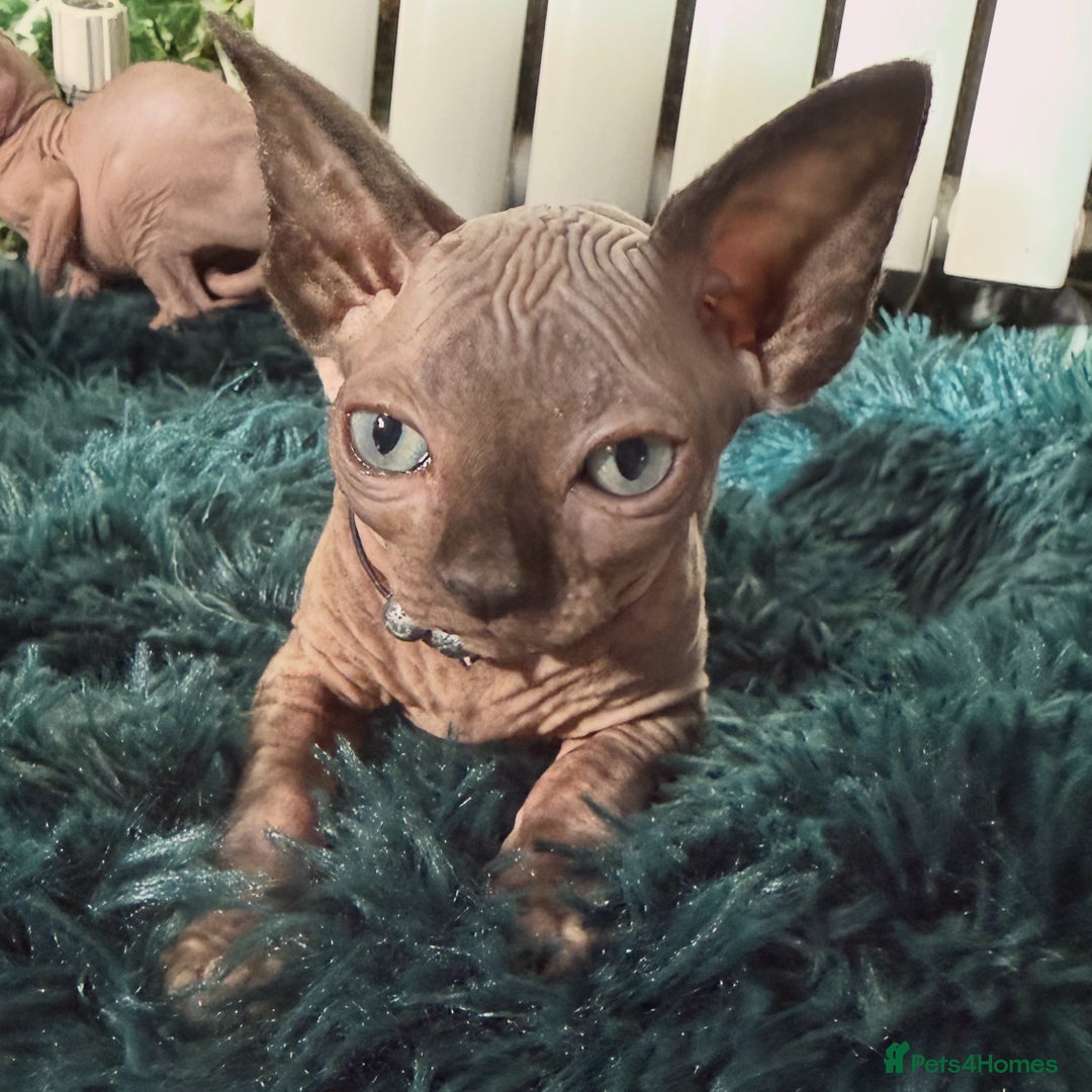 Sphynx cats for sale: Last FEMALE AVAILIBLE NOW!Parents HCM Clear  - Image 1