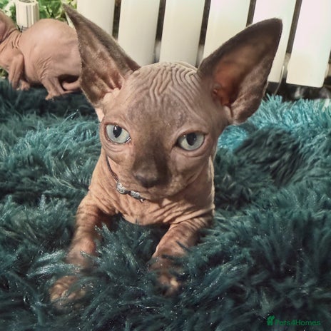 Sphynx cats - Advert 2