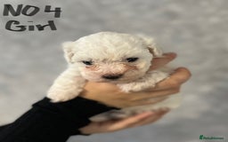 Maltipoo dogs for sale: 4 Beautiful Maltipoos for SALE  - Image 4