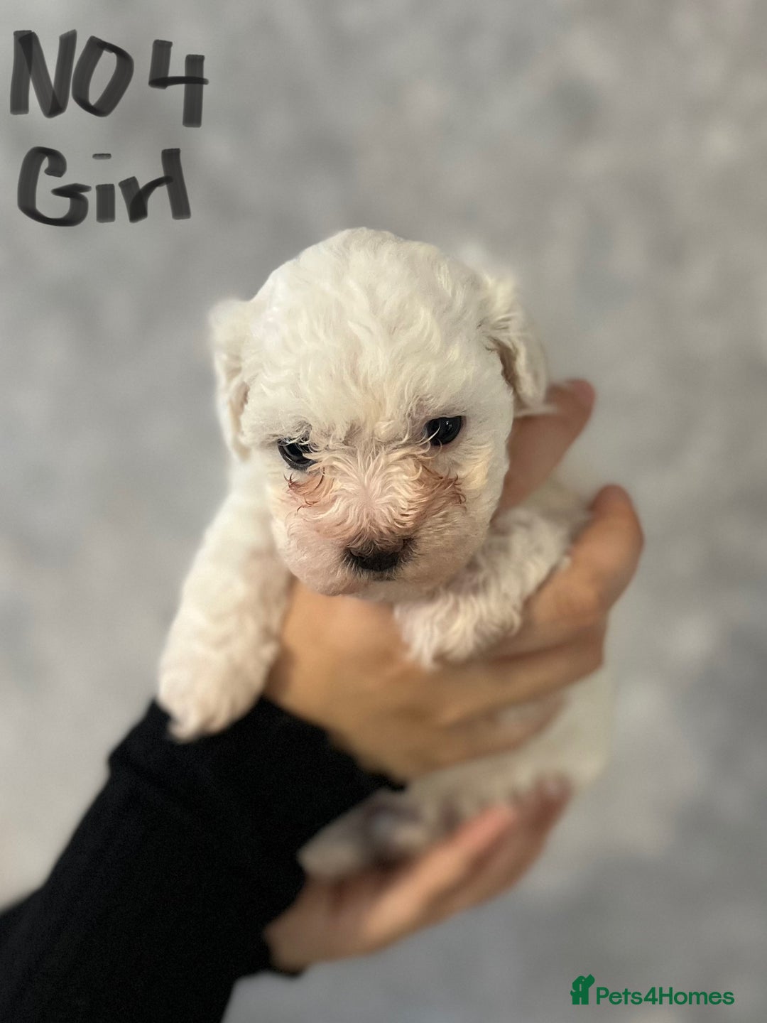 Maltipoo dogs for sale: 4 Beautiful Maltipoos for SALE  - Image 4