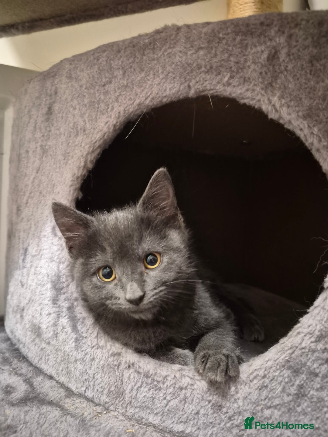 Mixed Breed cats for sale: 2 Beautiful Male Grey/Tabby Kittens - Image 4
