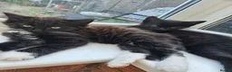 Mixed Breed cats for sale: 2 Black boys 1 Tuxedo Girl Ready Now - Advert 7