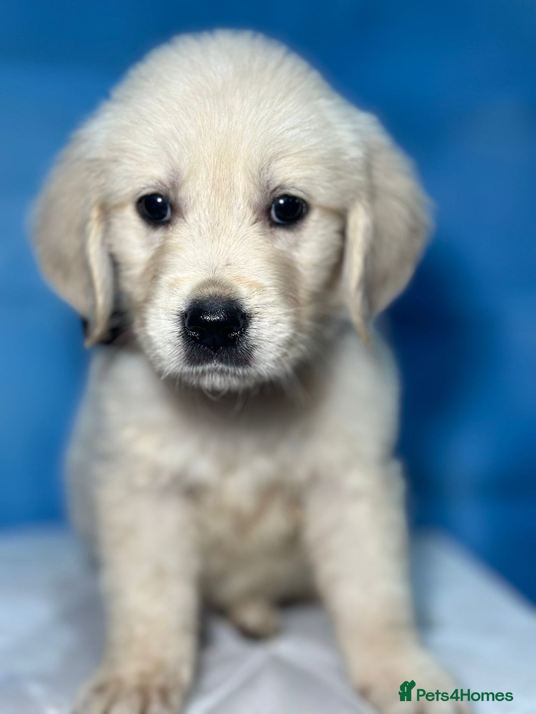 Golden Retriever dogs for sale: 35*GEN KC/FCI Dad Champion Health Certificated - Advert 11