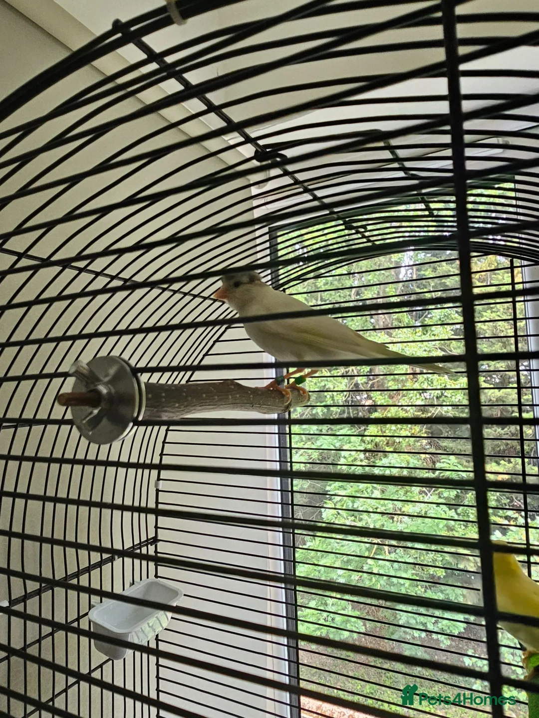 Canaries birds for sale: Beautiful Young Canaries For Sale - Advert 2