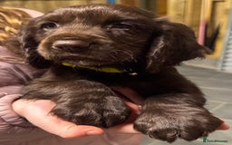 Sprocker dogs for sale: 2 x sprocker pups for sale  - Image 4