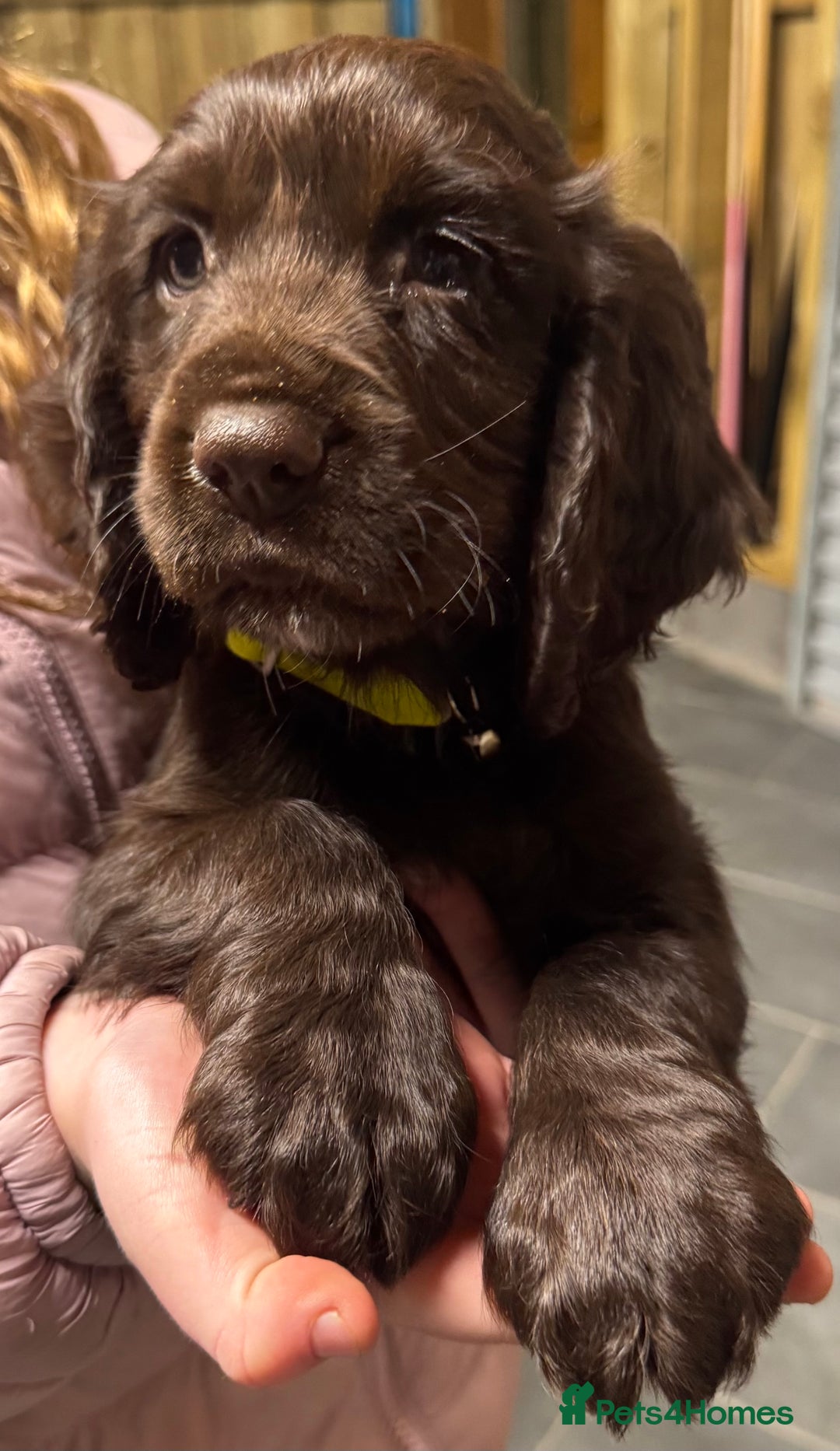 Sprocker dogs for sale: 2 x sprocker pups for sale  - Image 4