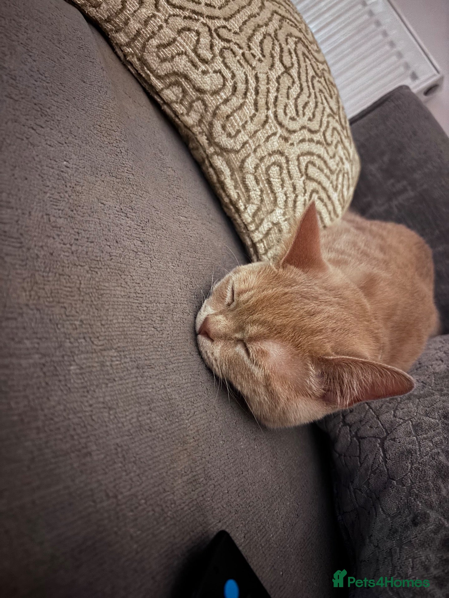 British Shorthair cats Stunning Male British Shorthair Kitten – Biscoff - Advert 1