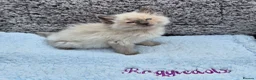 Ragdoll cats for sale: GCCF Registered Ragdoll Kittens  - Advert 9