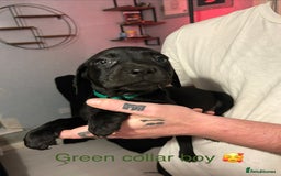 Mixed Breed dogs for sale: 2 boys and 5 girls Labrador X cross puppy’s 🥰 - Image 1