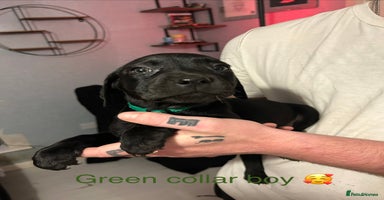 Mixed Breed dogs - Advert 10